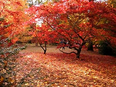 JAPANESE MAPLES IN AN ENGLISH AUTUMN...